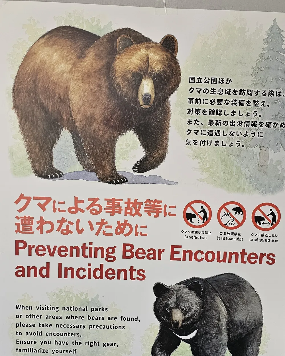 Affiche officielle « Preventing Bear Encounters and Incidents » montrant un ours brun et un ours noir